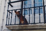 Balcony watchdog