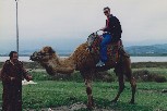 Merv, the camel jockey