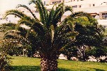 Pint-sized palm tree